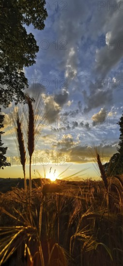 Romantic sunset over a cornfield, golden ears of corn and an atmospheric sky, Franconian Forest