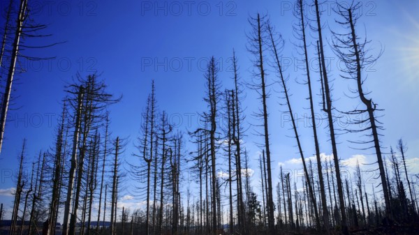Bare tree tops rise into the blue sky, a picture of nature in winter, spruce forest (picea)