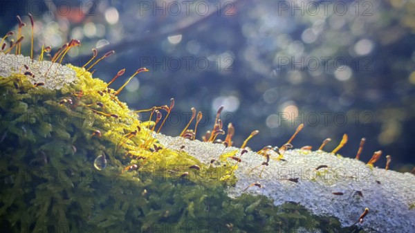 Moss (musco) covered with snowflakes in the forest in a clear, quiet winter landscape, Franconian