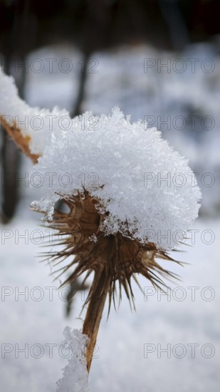Snow-covered thistle (carduus) emphasised details of the plant structure, winter cold, Franconian
