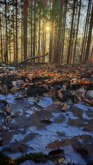 Rays of light penetrate snow-covered forest, illuminate leaves on the ground, personify winter