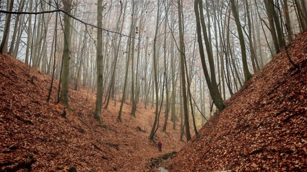 Person walking a wooded path with fallen leaves through a quiet autumn forest, dramatic