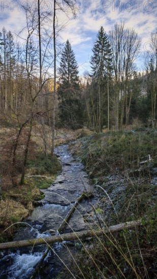 A small stream flows through the wintry forest, surrounded by bare trees and blue skies,