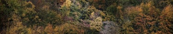 Colourful autumn landscape with vividly coloured leaves and trees, Hainich National Park