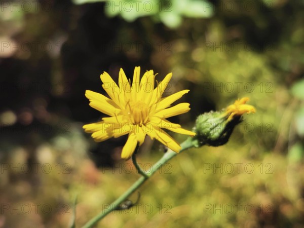 Small yellow flower blooming in the summer sun, Hieracium lachenalii (hieracium lacheneaii),
