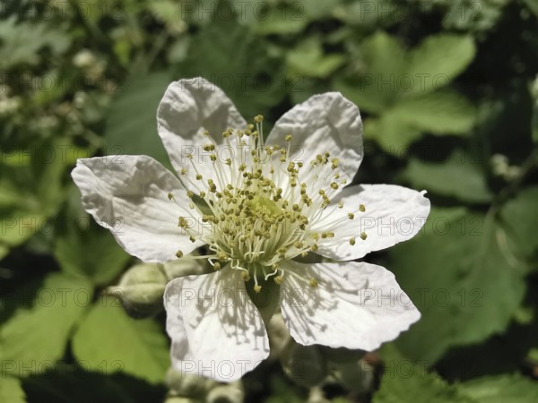 White blossom with many stamens in the sun, blackberry (rubus fructicosus), Franconian Forest