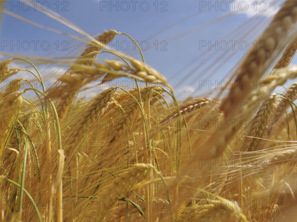 Golden cornfield under blue sky in summer, Franconian Forest
