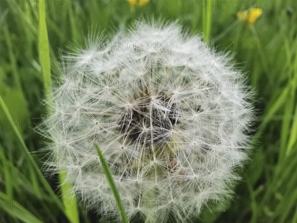 A dandelion (taraxacum officinale) in the seed stage, loose in the wind in front of a green field,