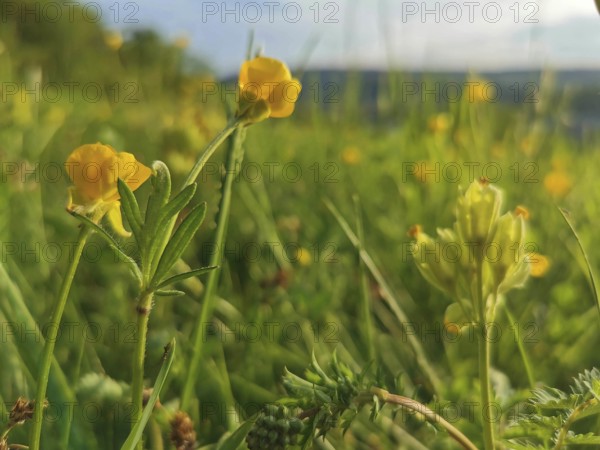 Yellow flowers of the common hornwort (Lotus corniculatus) on a sunny summer meadow with hills in