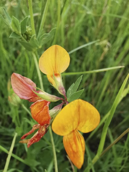 Yellow flowers on a green meadow in a natural environment, Bird's-foot Trefoil (lotus