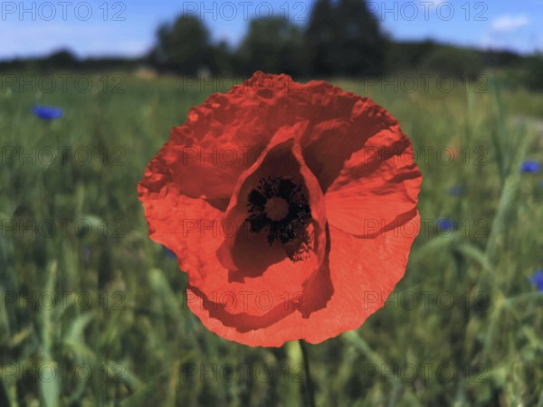 A bright red poppy (Papaver rhoeas) blooming in a field under a blue sky, Franconian Forest,