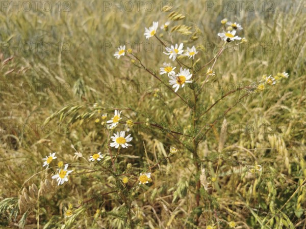Several small daisies (bellis perennis) in a meadow landscape, Franconian Forest nature park Park,