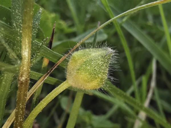 A fluffy bud on a green field, surrounded by grass, witchweed (Circaea lutetiana), Franconian