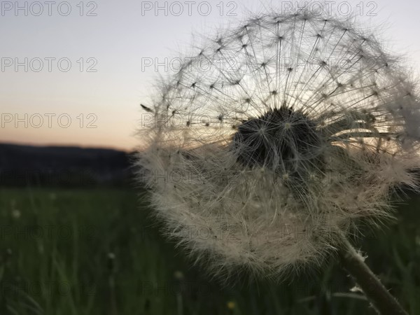 A dandelion (taraxacum officinale) in front of an evening sky in pastel colours on the horizon,