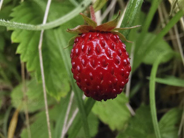 Wild red strawberry (fragaria vesca) surrounded by grass in a natural environment, Franconian