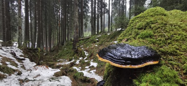 Moss-covered forest floor with a mushroom (fungi), surrounded by snow and dense trees, Franconian