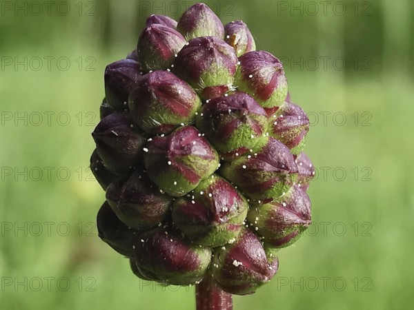 A close-up of an unopened plant bud against a blurred background, great burnet (Sanguisorba