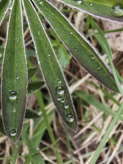Macro photograph of green leaves with dew drops in the grass, lupine (Lupinus), Thuringian Forest,