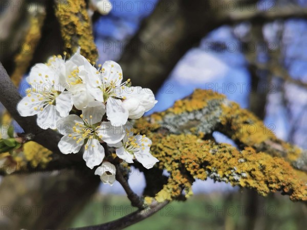 White blossoms on a moss-covered branch in spring light, with blue sky in the background, cherry