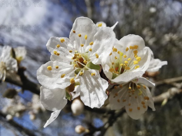 White blooming cherry blossoms (prunus serrulata) in front of a blue sky, spring awakening in