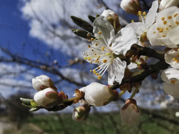 Blossoming branch with white flowers and buds, contrasted with a clear sky, cherry blossom (prunus