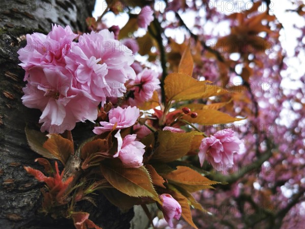 A Japanese cherry blossom (prunus serrulata) with magnificent pink flowers and orange-coloured