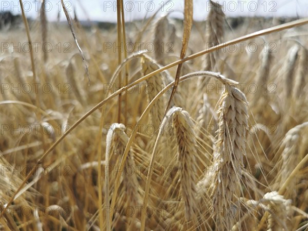 Golden yellow ears of wheat (Triticum) in a dry field, quiet rustling of the ears in the wind,