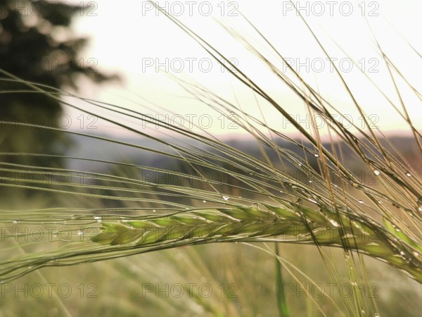 Ear of grain, barley (hordeum vulgare) with morning drops in front of a gentle sunset in a field,