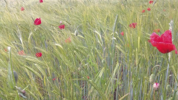 Poppies (papaver rhoeas) bloom in a green wheat field (triticum) and create a lively spring scene,