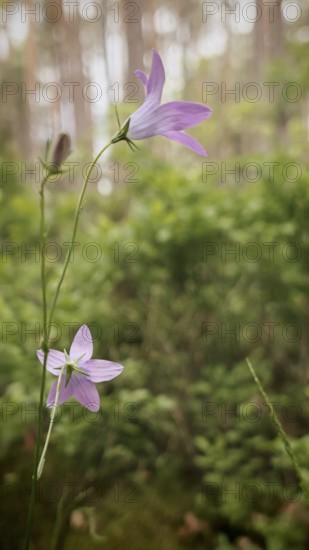 Two delicate purple flowers rise gracefully in a green, tree-rich forest, meadow bellflower