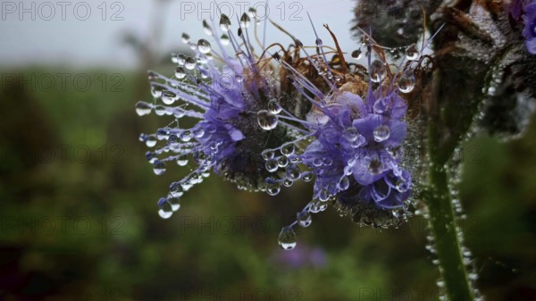 Detailed photo of purple flowers with shimmering water droplets on the leaves, Phacelia (Phacelia