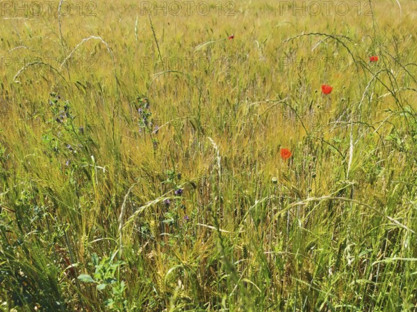 A wide field full of tall, yellow cereal plants with scattered red poppies (Papaver rhoeas), Upper