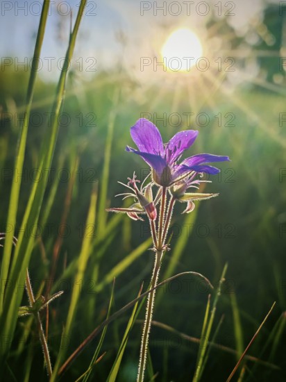 Purple flower in the tall grass in the light of the morning sun, cranesbill (geranium), Franconian