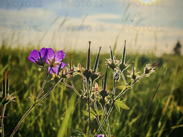 Purple flower backlit on a green field at sunrise, cranesbill (Geranium), Franconian Forest