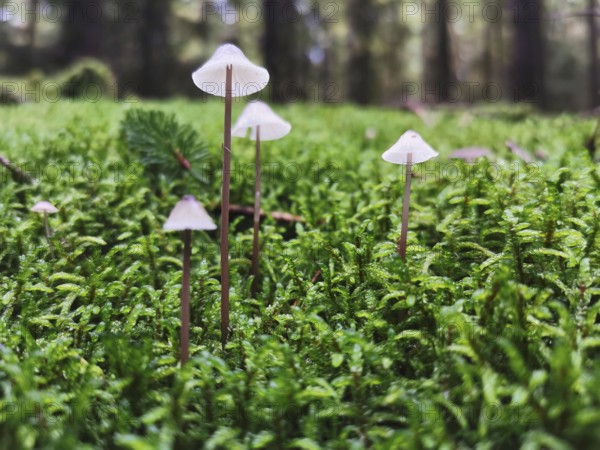 Small mushrooms growing out of dense moss in a quiet forest, Helminths (mycena), Franconian Forest