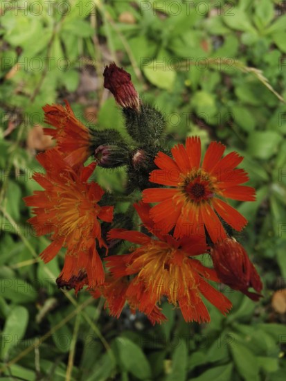 Orange flower with several flowers in a green foliage setting, orange hawkweed (hieracium
