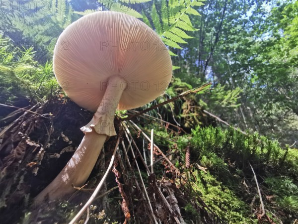 Large mushroom (fungi) on moss-covered ground in the forest under sunlight, Franconian Forest