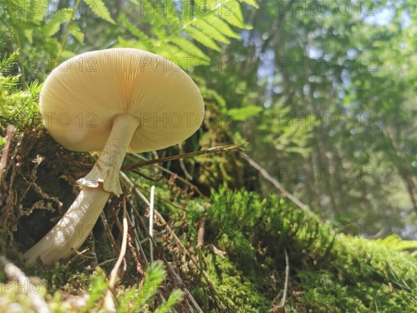Large mushroom (fungi) on mossy forest ground in sunlight, view from below, beautiful perspective,