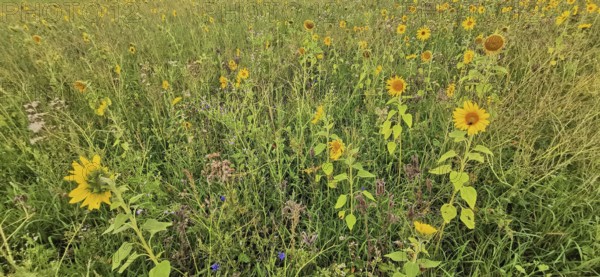Wide field with numerous blooming sunflowers (helianthus annuus) on a summer's day, Franconian