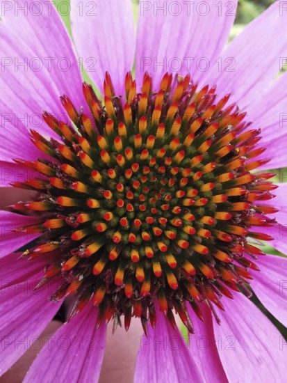 Close-up of a pink flower with a striking, colourful inflorescence, purple coneflower (Echinacea
