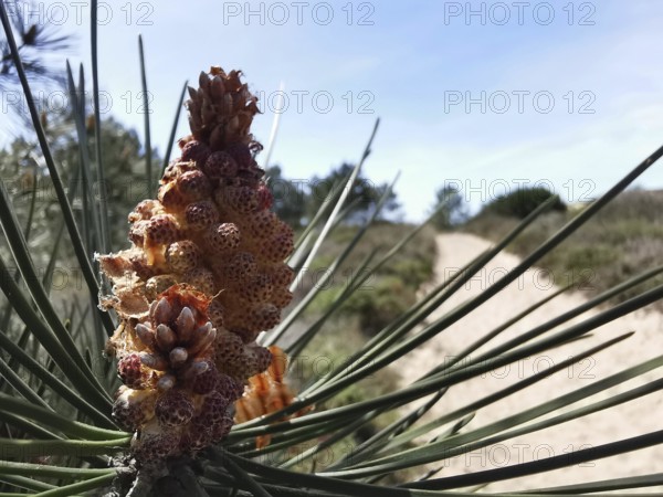 Close-up of a pine cone (pinus pinea) in front of a sandy path in a summer landscape, costa