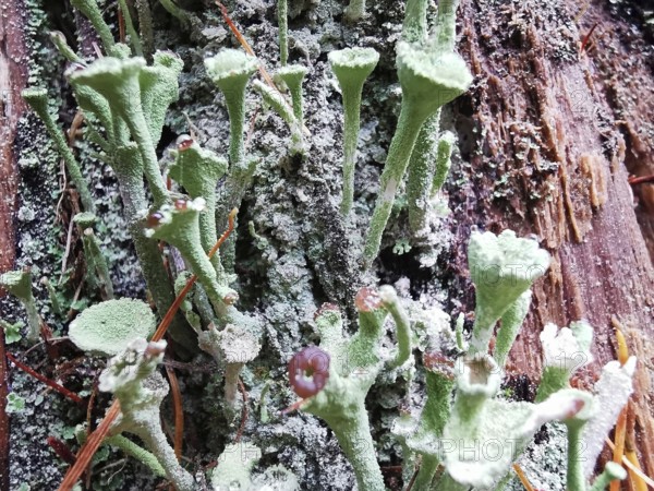 Green trumpet lichen (cladonia fimbriata) growing on a tree bark, surrounded by natural colours and