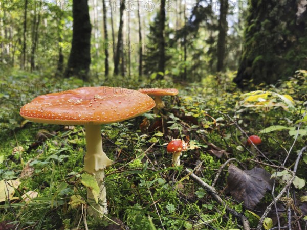 Fly agarics (amanita muscaria) standing in the dense green forest, surrounded by moss and foliage
