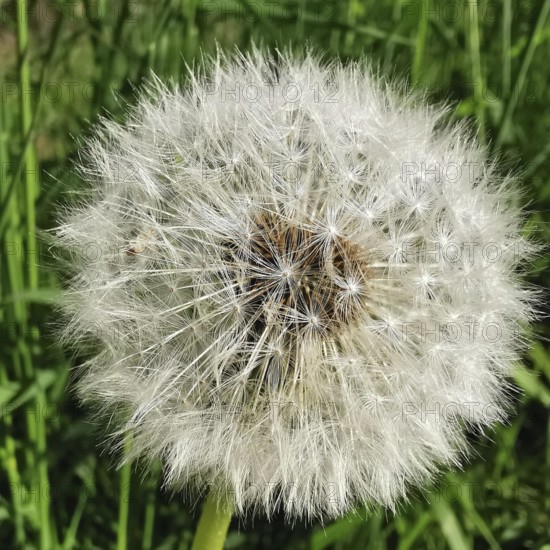 Macro photograph of a complete dandelion head (taraxacum officinale) with waving seeds in the