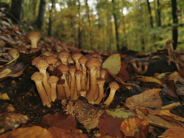 Small mushrooms sprout close together on the forest floor, surrounded by colourful autumn leaves,