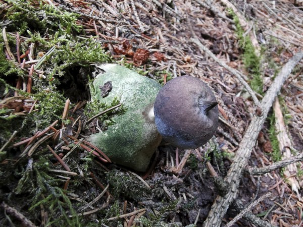 Mushroom on mossy forest floor with fallen needles, Erdstern (Geastrum triplex), Franconian Forest