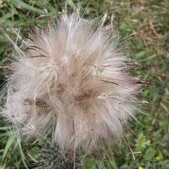 Fluffy, pastel-coloured seeds of a plant in nature, thistle (cirisium arvense), Franconian Forest