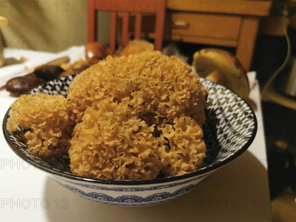 Mushrooms in a bowl on a laid table in a cosy atmosphere, Wood Cauliflower fungus (sparassis