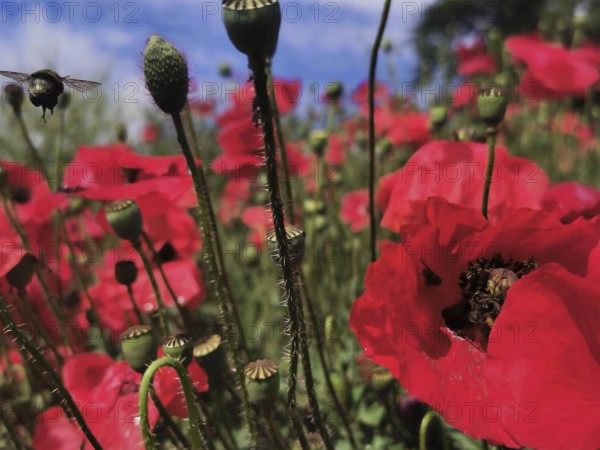 Bumblebee (Bombus) buzzing over red poppy field (papaver) under blue sky, Thuringian Forest
