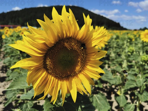 Large sunflower (helianthus annuus) in a sunny field against a blue sky, Franconian Forest